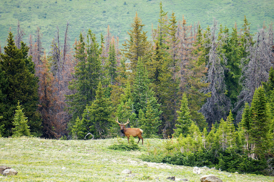 I am Elk 2 Photograph by Richard A Brown