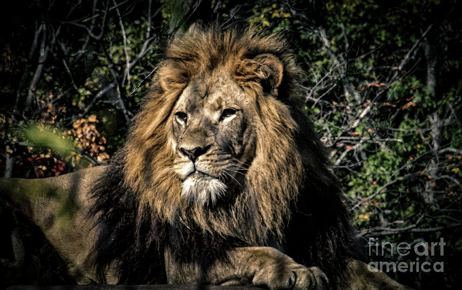 Wildlife Photograph - I Am King by William Norton