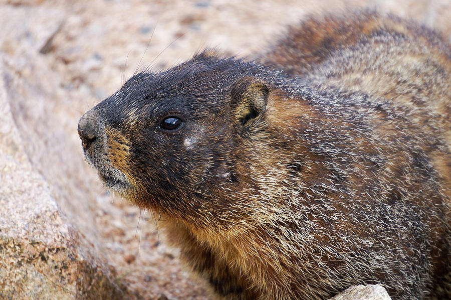 Rocky Mountain National Park Photograph - I am Marmot by Richard A Brown