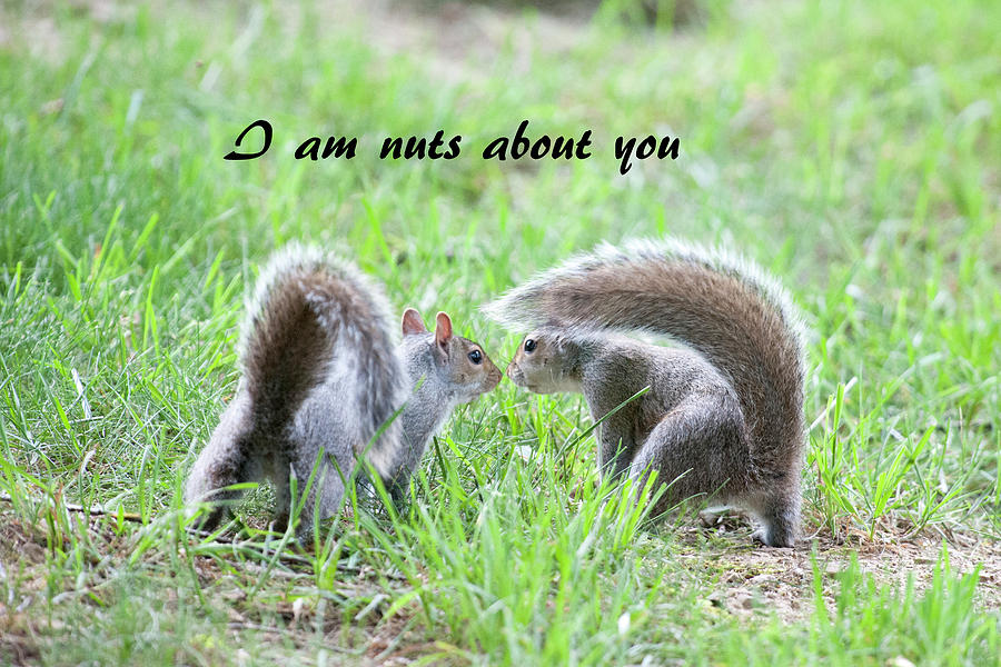 I am nuts about you Photograph by Daniel Friend