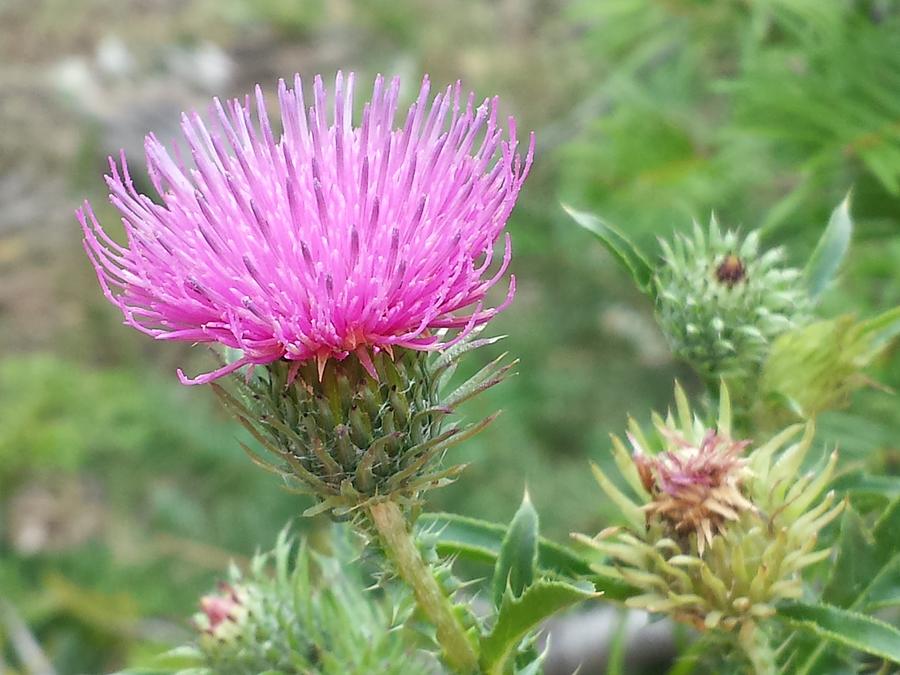 I am Thistle by Jennifer Kohr I am Thistle by Jennifer Kohr