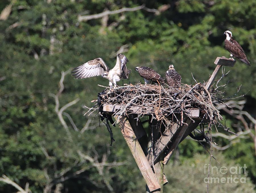 I Am Really Trying by Karen Silvestri I Am Really Trying by Karen Silvestri