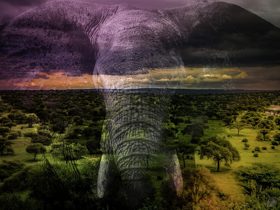 I AM TARANGIRE by Elie Wolf I AM TARANGIRE by Elie Wolf