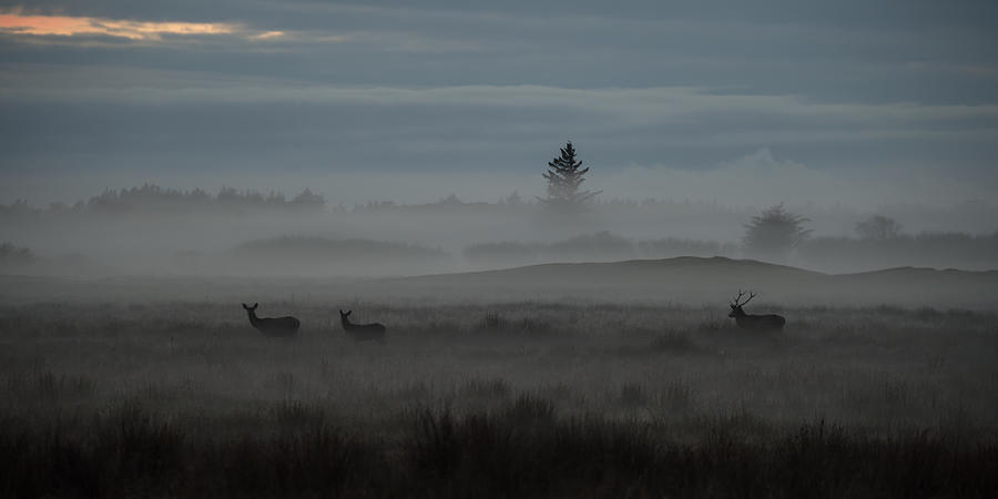 Deer Photograph - I Am The Boss by Jrgen Nrgaard