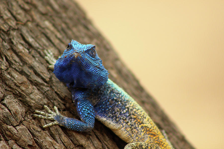 I am turning Blue ... Photograph by Eric Pengelly