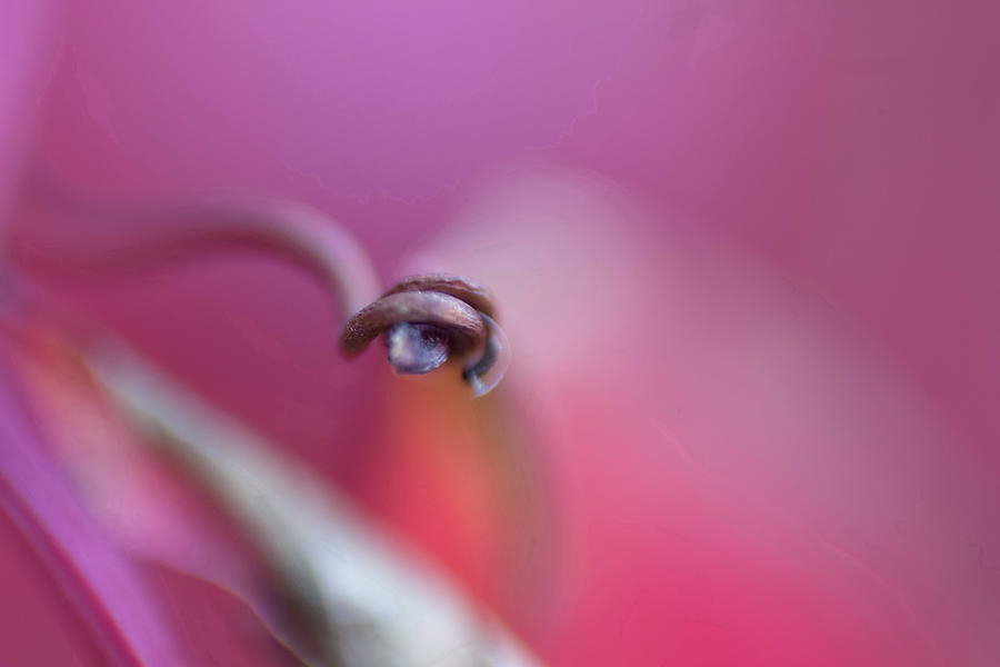 Eye Photograph - I am watching you by Freddy Kirsheh