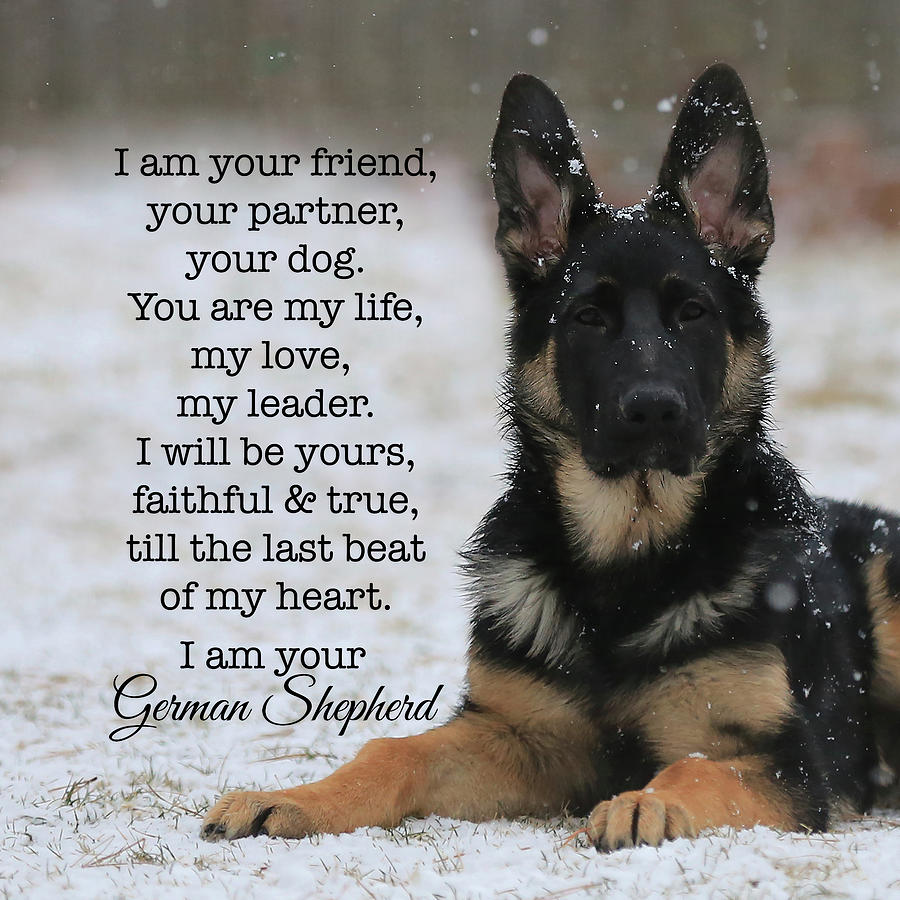 Dog Photograph - I Am Your German Shepherd by Stamp City