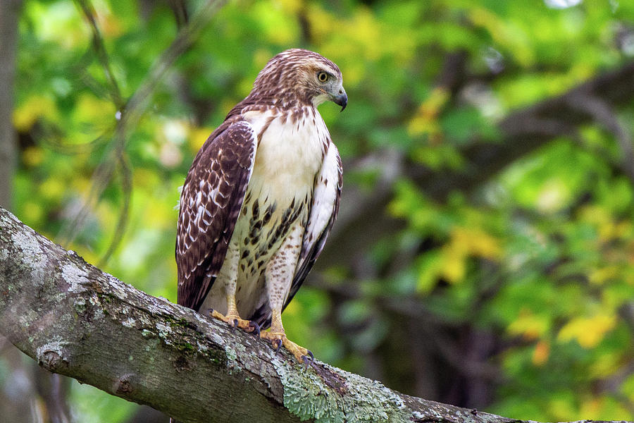 I Can Still See You by Jack Peterson I Can Still See You by Jack Peterson