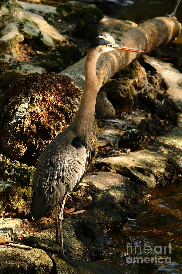 Heron Photograph - I Cant Believe What I Am Seeing by Christiane Schulze Art And Photography