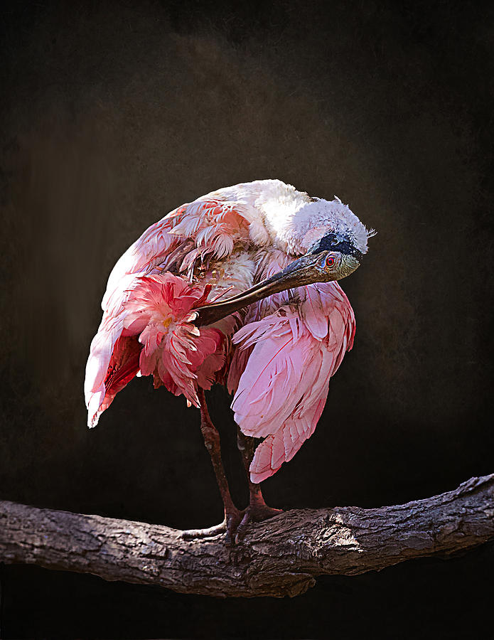 Spoonbill Photograph - I Feel Pretty, Oh So Pretty by Margaret Halaby