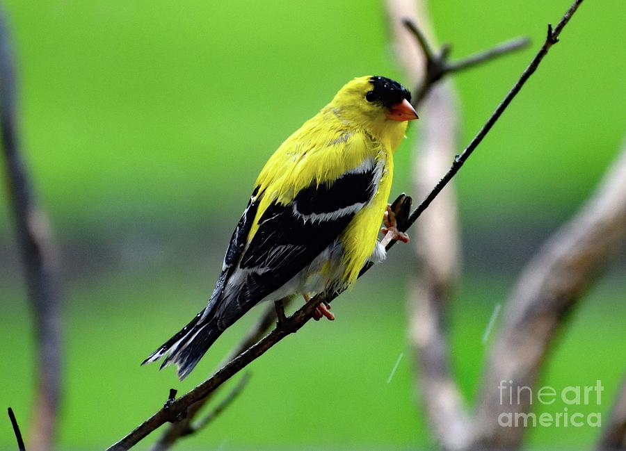 I Got This  -       American Goldfinch Photograph