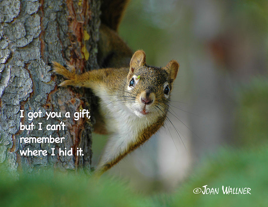 I Got You A Gift Photograph by Joan Wallner