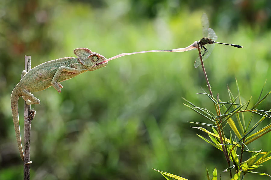 Reptile Photograph - I Got You by Shikhei Goh