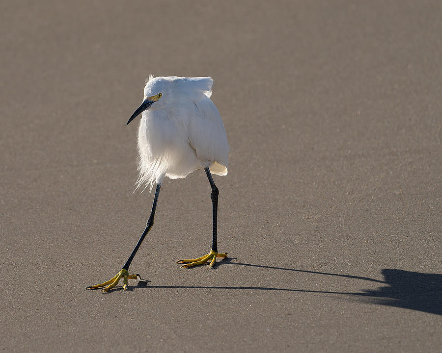 Egret Photograph - I Have A White Short Coat by Leah Xu