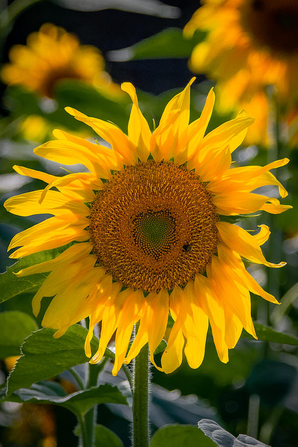 I Heart Sunflowers Photograph by Linda Bonaccorsi