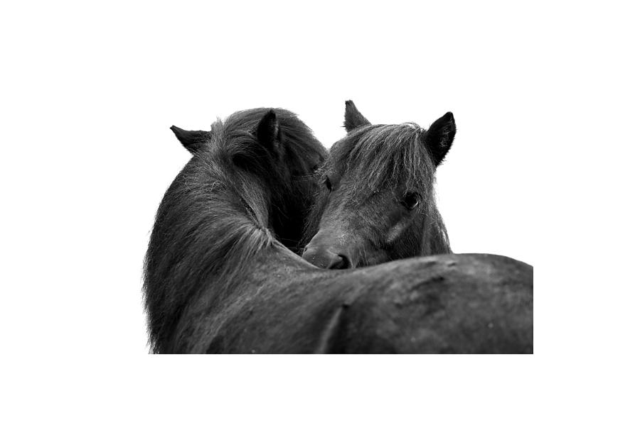 I just need a hug. The Black Pony BW transparent Photograph by Jouko Lehto