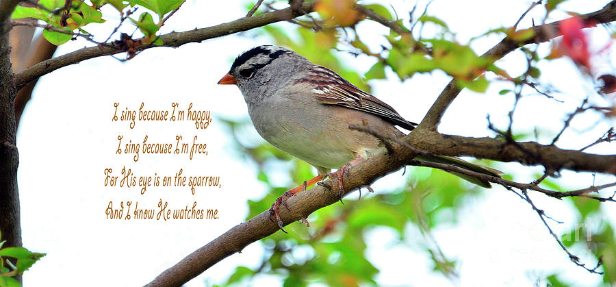 Sparrow Photograph - I Know He Watches Me by Debby Pueschel