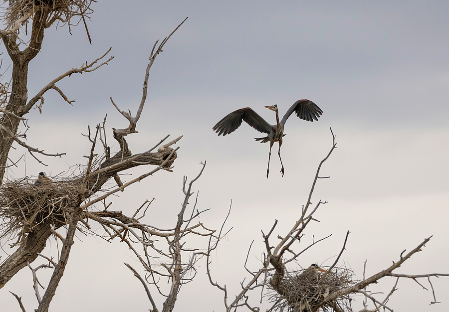 Bird Photograph - I Know My Nest is Somewhere Around Here by Loree Johnson
