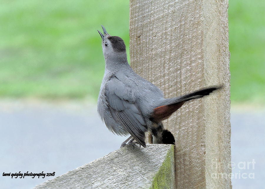 I Know Why The Catbird Sings Photograph