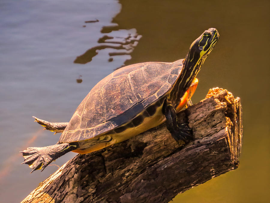 Turtle Photograph - I like sunny day by Zina Stromberg