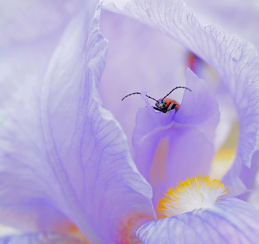 I Live In A Flower... Photograph by Thierry Dufour