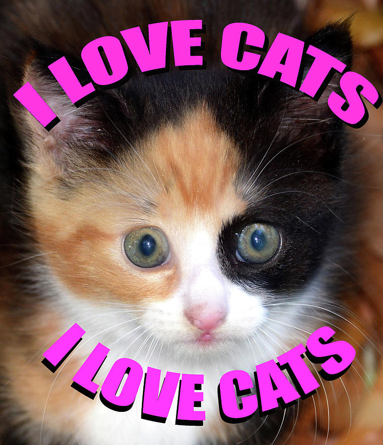 I love cats T shirt pink Photograph by David Lee Thompson