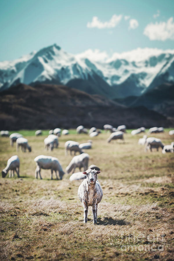 Sheep Photograph - I See Ewe by Evelina Kremsdorf