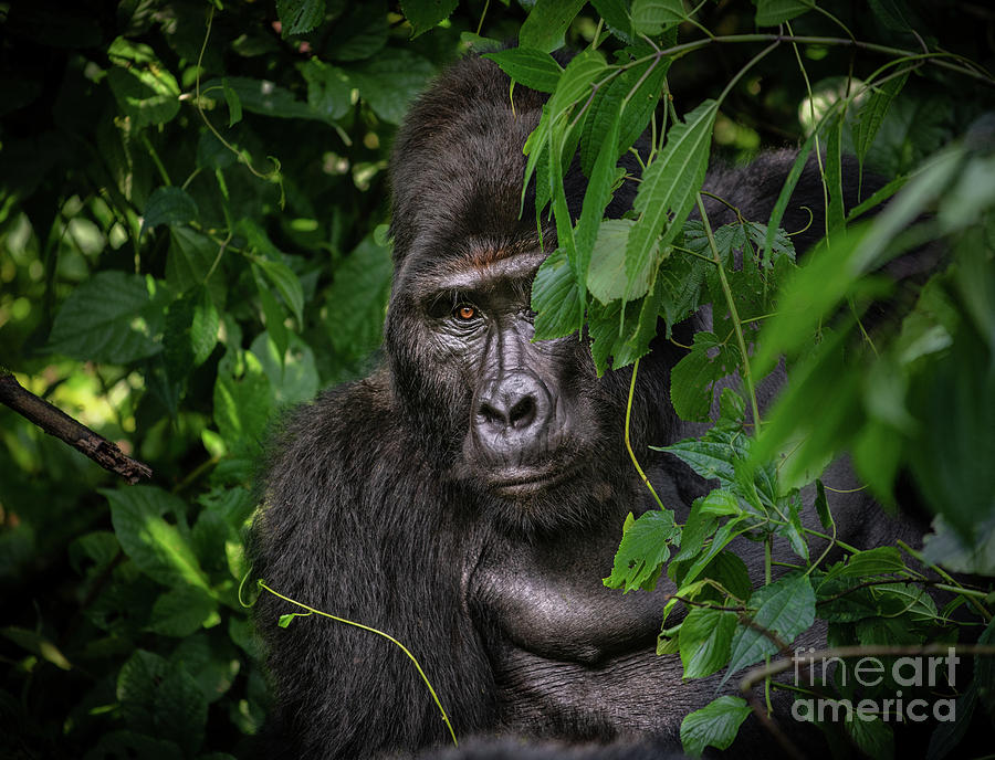 Gorilla Photograph - I See You by Jamie Pham