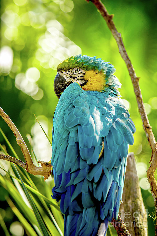 Macaw Photograph - I See You by Joan McCool
