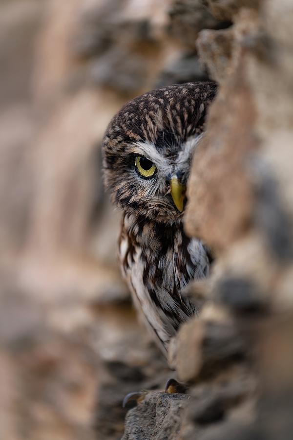 Owl Photograph - I See You by Michaela Fireov