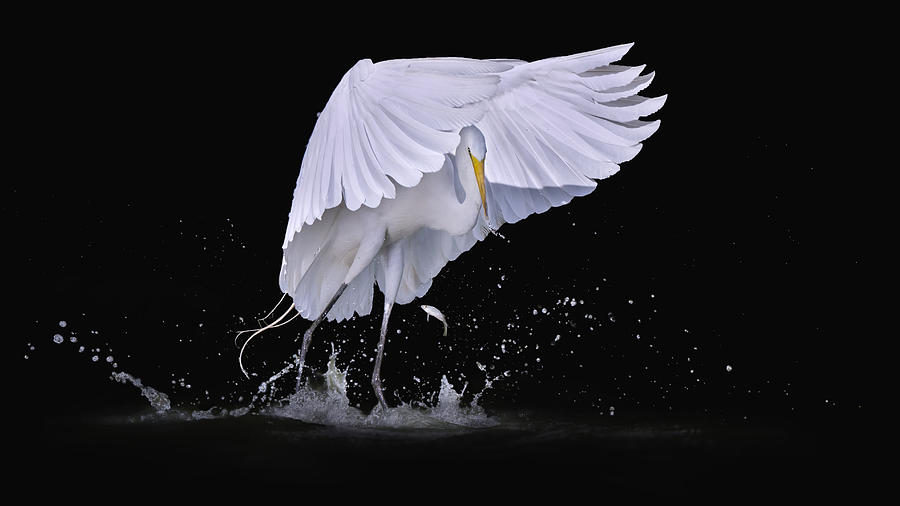 Egret Photograph - I See You by Qing Zhao