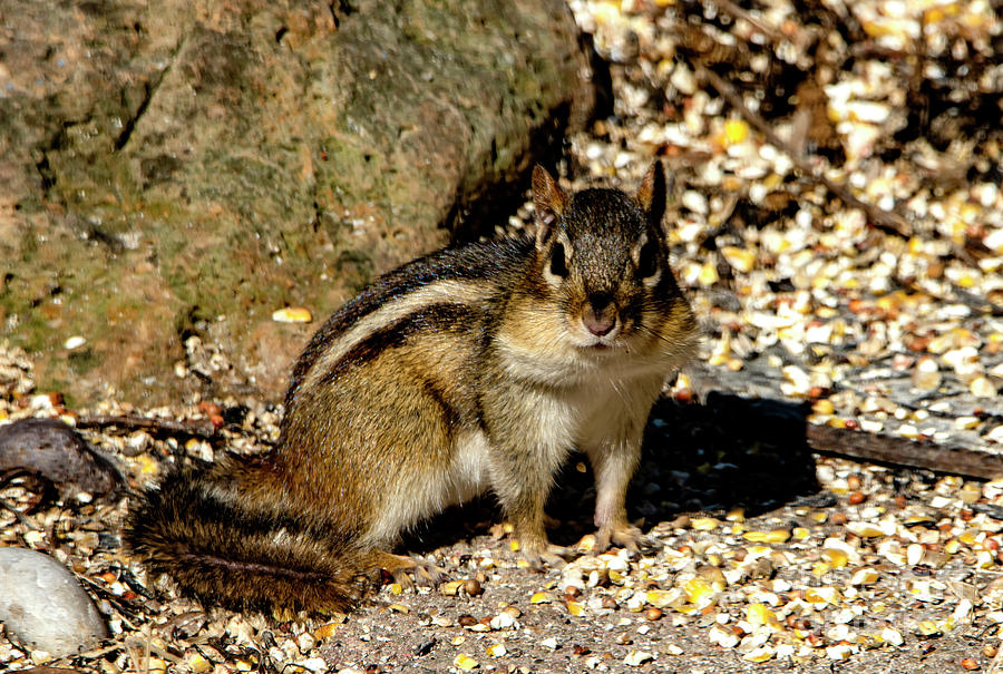 I see you says the Chipmunk Photograph by Sandra Js
