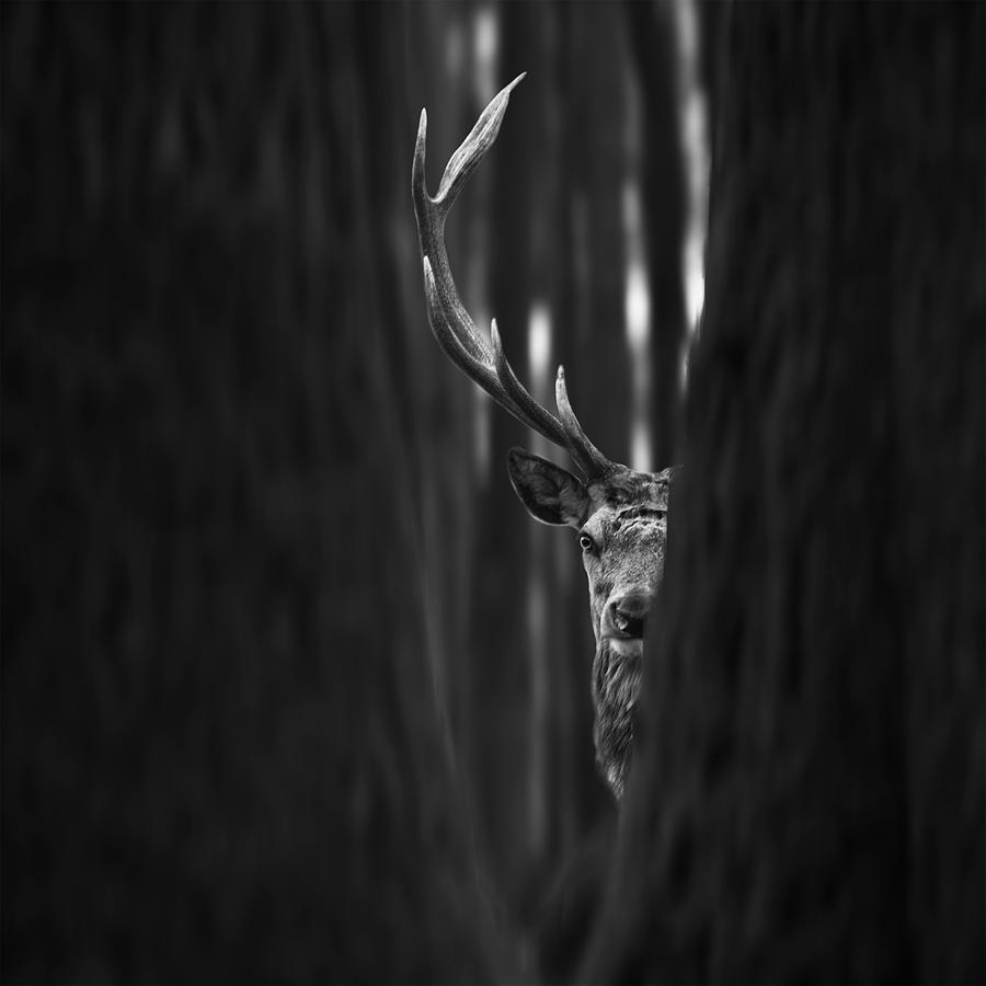 Deer Photograph - I See You by Tomas Tison