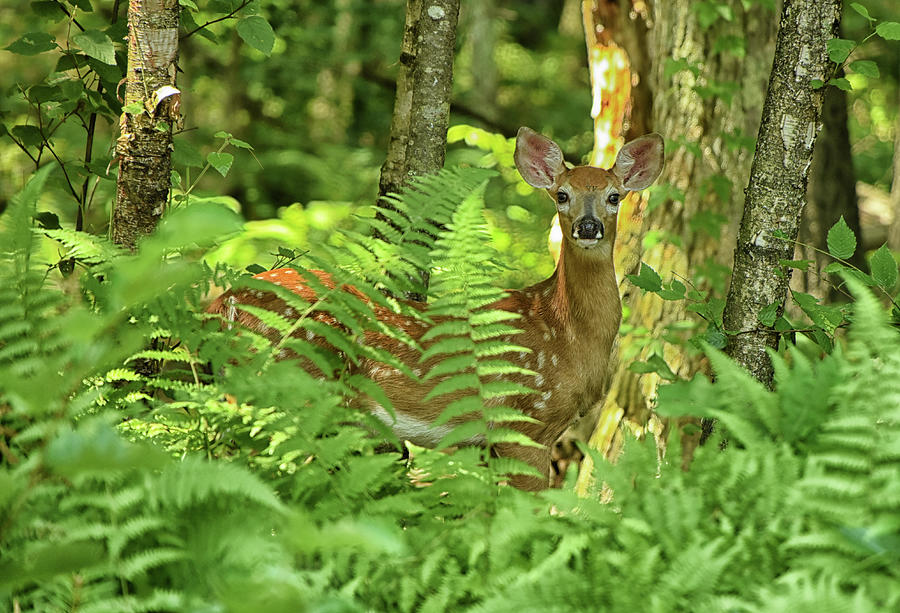 I Spotted a Spotted Fawn... Photograph by Mike Martin