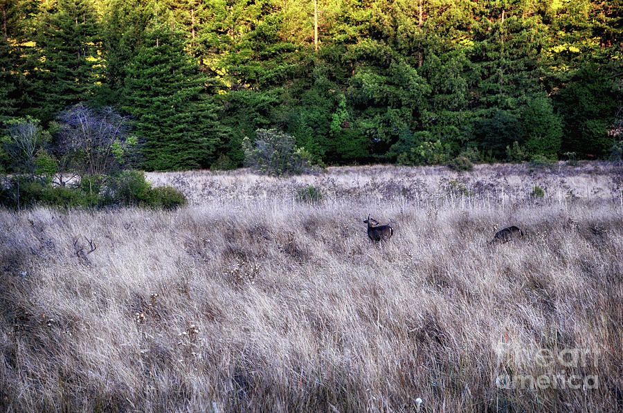 Deer Photograph - I Spy 4 Deer by Julia Telligman