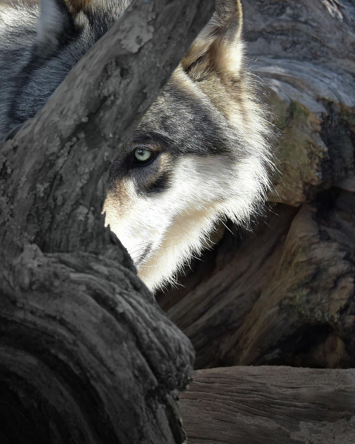 I Spy a Wolf Photograph by Jeannee Gannuch