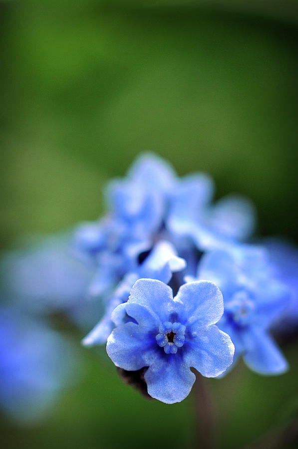I Spy Something Blue Photograph by Michelle Wermuth