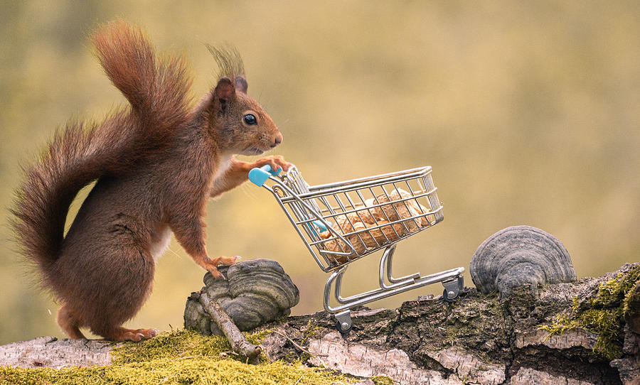 Animal Photograph - I Take You To The Candy Shop by Niki Colemont