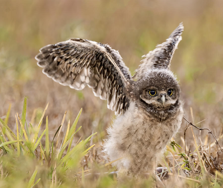 Owl Photograph - I Think I Can Fly! by Jane Lyons
