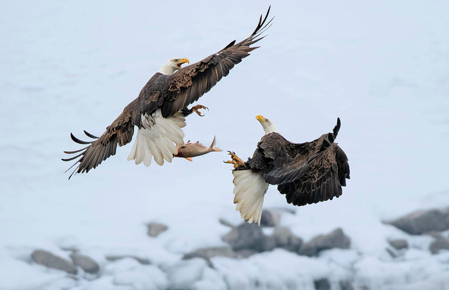 Eagle Photograph - I Want The Fish Too by Yu Cheng
