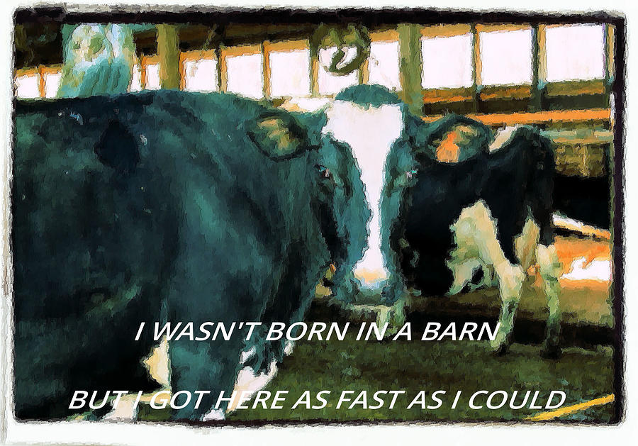 I Wasn T Born In A Barn Photograph By Stephanie Turiano