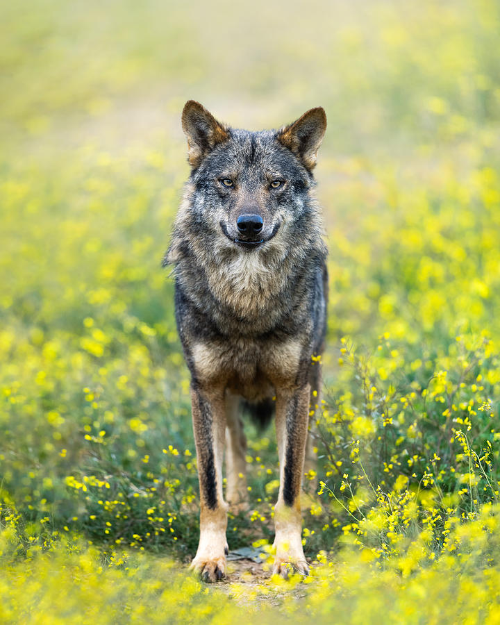 Flower Photograph - Iberian Wolf by Fegari