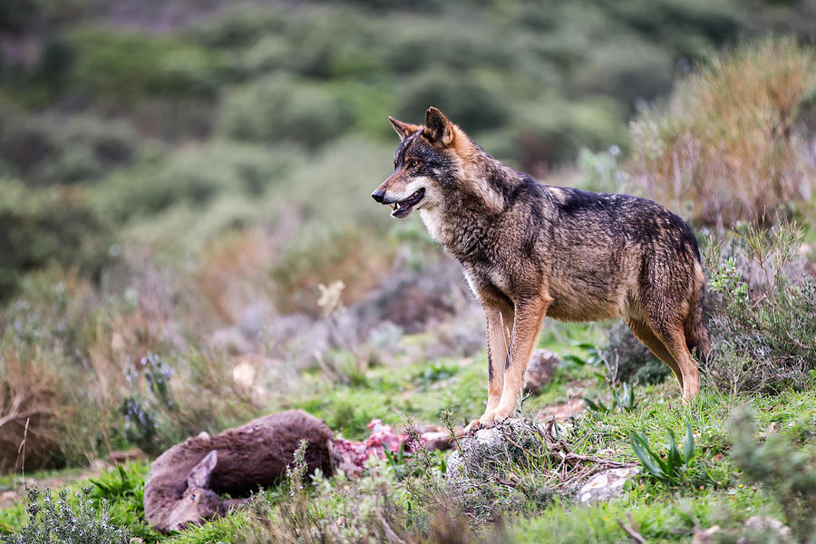 Wolves Photograph - Iberian Wolf by Kique Ruiz
