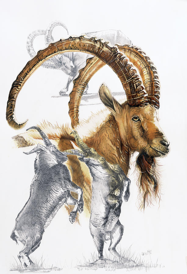 Animal Painting - Ibex by Barbara Keith