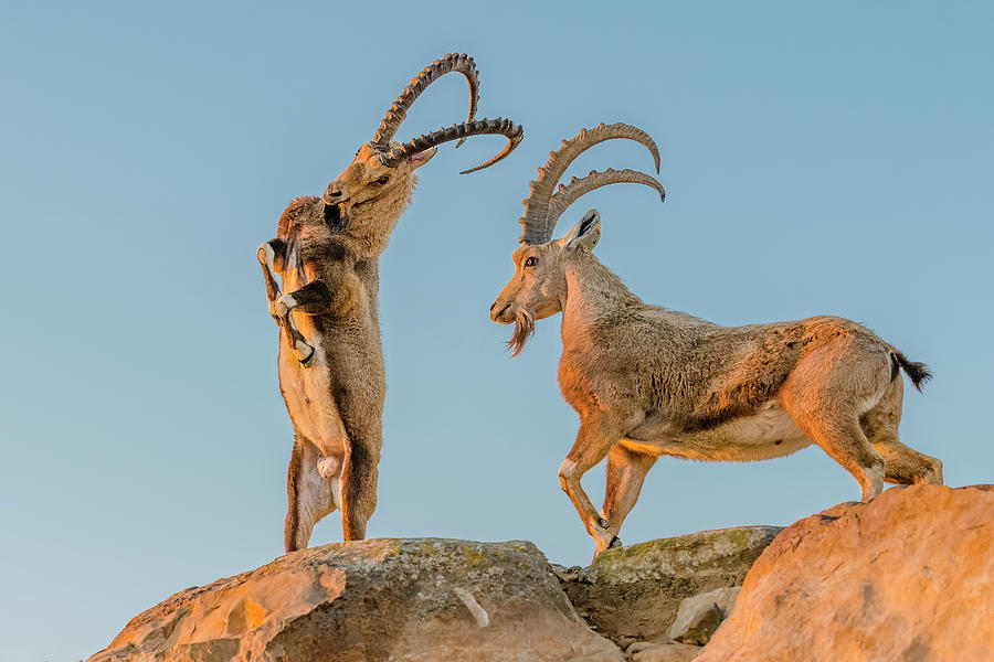 Ibex Bucks Sparring Photograph by Morris Finkelstein