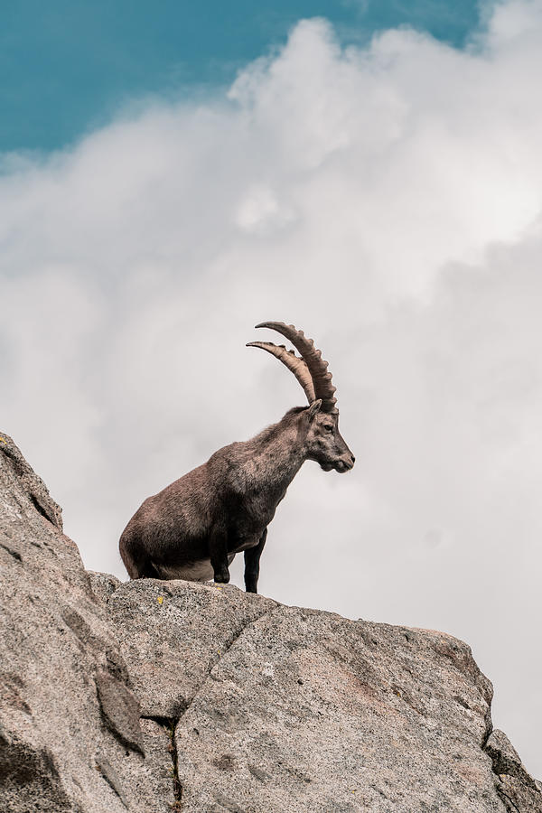 Mountain Photograph - Ibex by Francesco Zadra