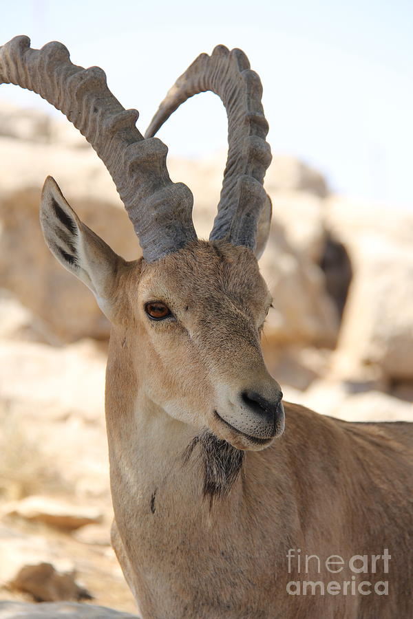 Ibex in Israeli Desert Photograph by Jody Frankel