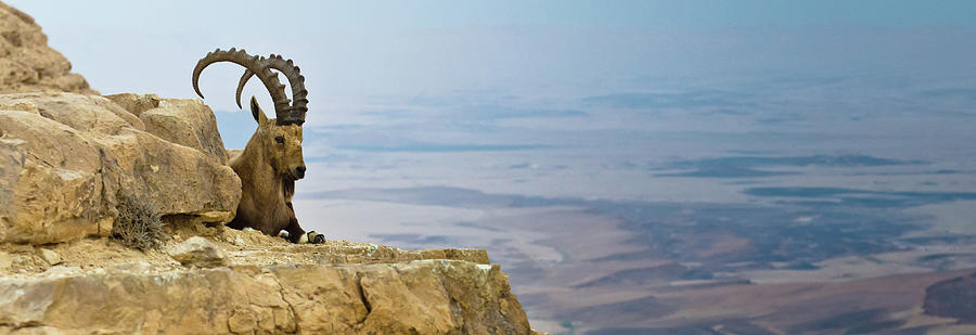 Nature Photograph - Ibex On A Cliff by Ilan Shacham