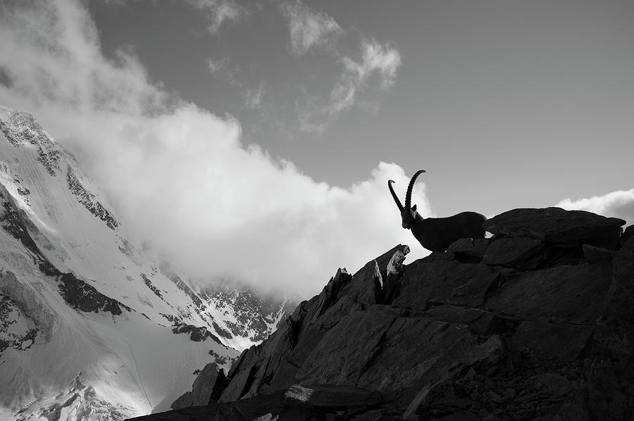 Ibex On Mountain Digital Art by Francesco Tremolada