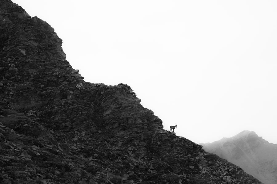 Nature Photograph - Ibex by Petra Dvorak